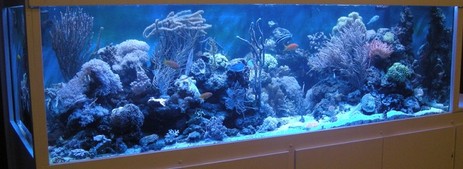Das Aquarium bei Blaulicht